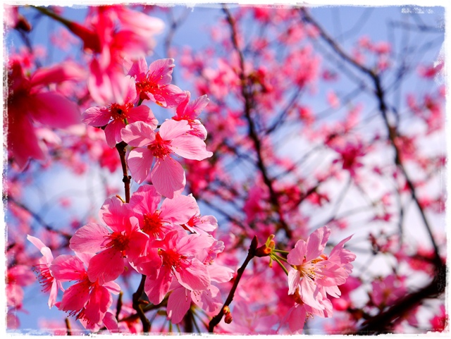 騰龍御櫻新店木柵老泉里滿山櫻花林秘境 騰龍御櫻新店木柵老泉里滿山櫻花林秘境