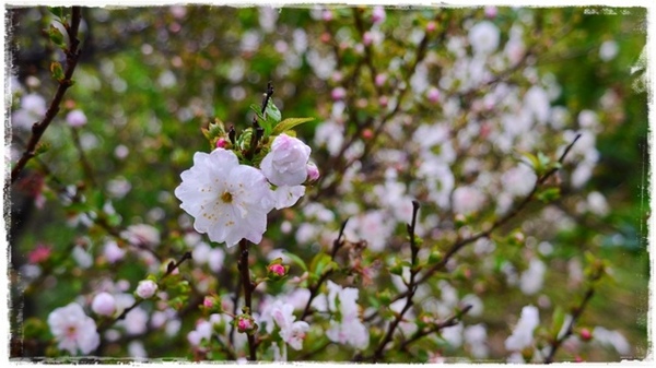 騰龍御櫻：【新北◍•ᴗ•◍新店】文山木柵老泉里✯私房景點・騰龍御櫻賞櫻｜漫山遍野櫻花林秘境[白色霧社山櫻、郁李、河津櫻、八重櫻]