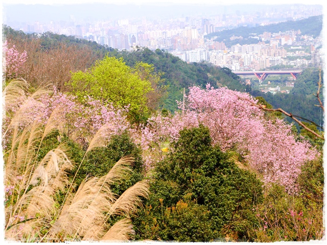 騰龍御櫻新店木柵老泉里滿山櫻花林秘境 騰龍御櫻新店木柵老泉里滿山櫻花林秘境