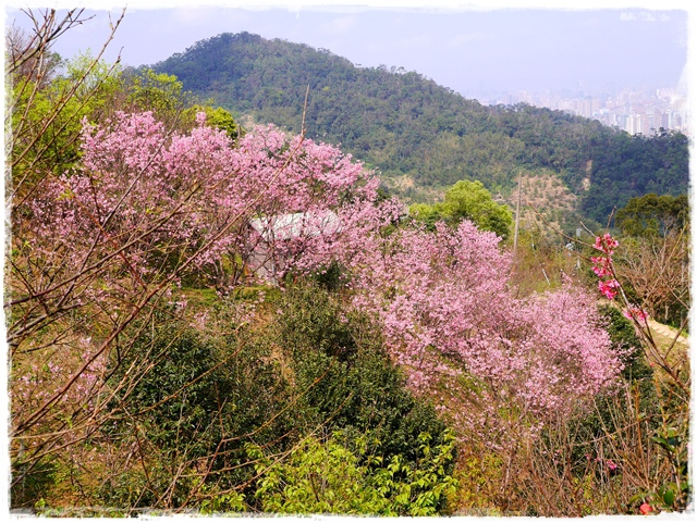 騰龍御櫻新店木柵老泉里滿山櫻花林秘境 騰龍御櫻新店木柵老泉里滿山櫻花林秘境