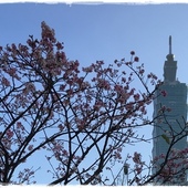 台北101賞櫻 台北101賞櫻