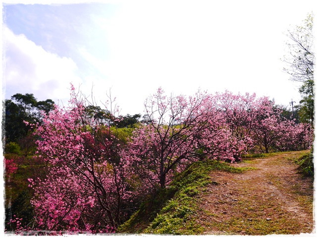 騰龍御櫻新店木柵老泉里滿山櫻花林秘境 騰龍御櫻新店木柵老泉里滿山櫻花林秘境
