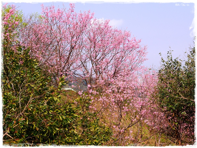 騰龍御櫻新店木柵老泉里滿山櫻花林秘境 騰龍御櫻新店木柵老泉里滿山櫻花林秘境
