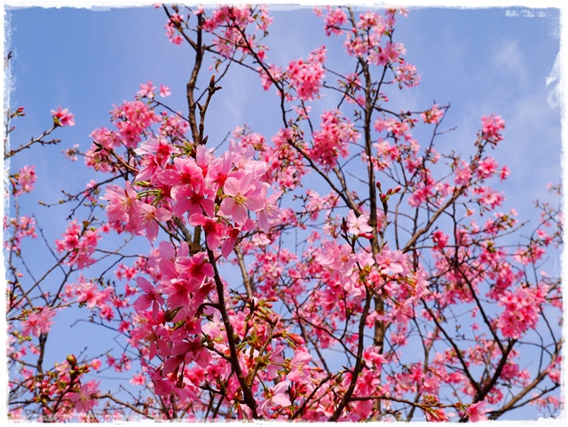 騰龍御櫻新店木柵老泉里滿山櫻花林秘境 騰龍御櫻新店木柵老泉里滿山櫻花林秘境