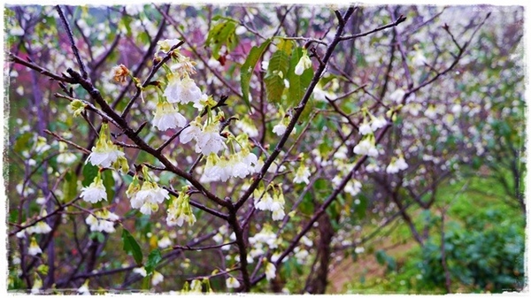 騰龍御櫻：【新北◍•ᴗ•◍新店】文山木柵老泉里✯私房景點・騰龍御櫻賞櫻｜漫山遍野櫻花林秘境[白色霧社山櫻、郁李、河津櫻、八重櫻]