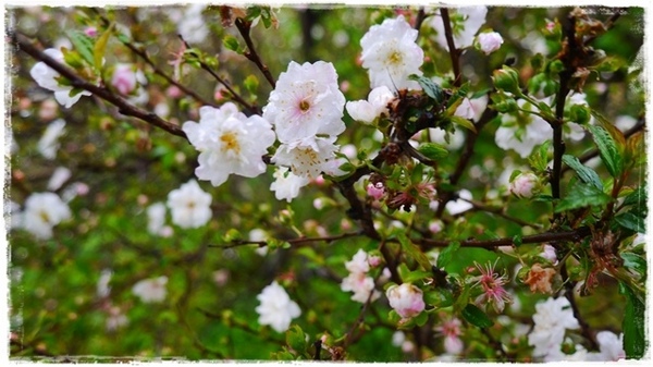 騰龍御櫻：【新北◍•ᴗ•◍新店】文山木柵老泉里✯私房景點・騰龍御櫻賞櫻｜漫山遍野櫻花林秘境[白色霧社山櫻、郁李、河津櫻、八重櫻]