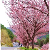 武陵農場櫻花季 武陵農場櫻花季