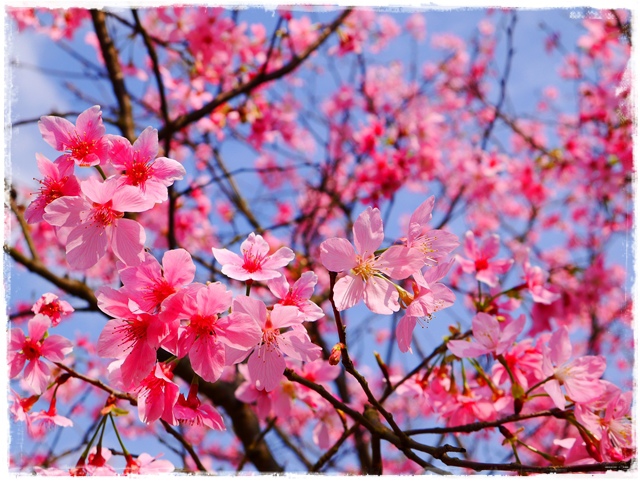 騰龍御櫻新店木柵老泉里滿山櫻花林秘境 騰龍御櫻新店木柵老泉里滿山櫻花林秘境