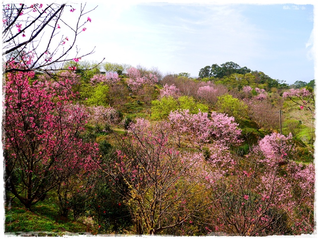 騰龍御櫻新店木柵老泉里滿山櫻花林秘境 騰龍御櫻新店木柵老泉里滿山櫻花林秘境