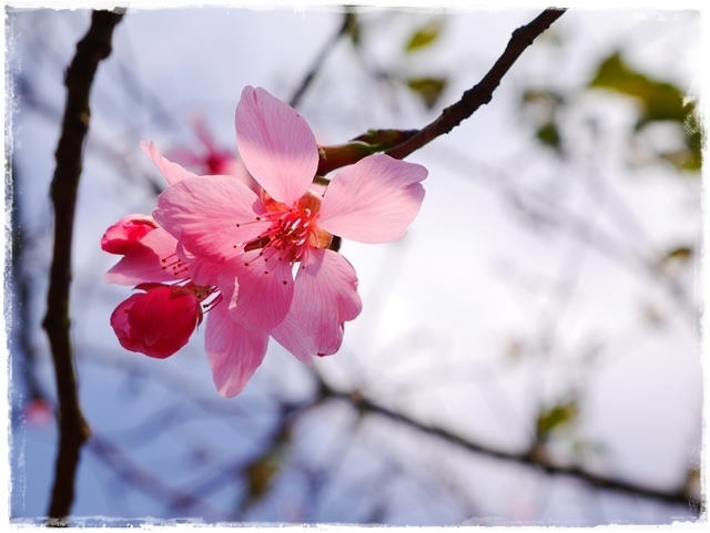 騰龍御櫻新店木柵老泉里滿山櫻花林秘境 騰龍御櫻新店木柵老泉里滿山櫻花林秘境