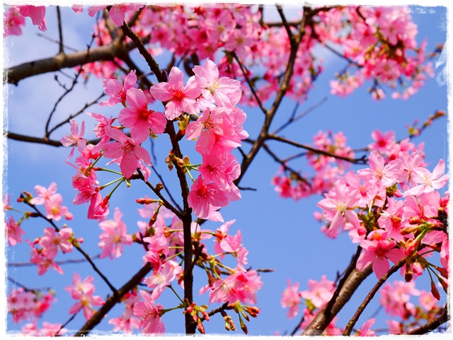 騰龍御櫻新店木柵老泉里滿山櫻花林秘境 騰龍御櫻新店木柵老泉里滿山櫻花林秘境