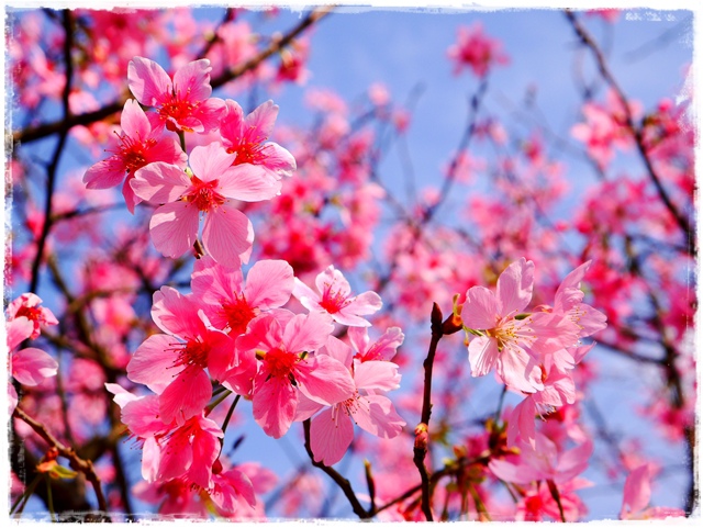 騰龍御櫻新店木柵老泉里滿山櫻花林秘境 騰龍御櫻新店木柵老泉里滿山櫻花林秘境