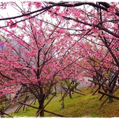 內湖樂活公園東湖櫻花林 內湖樂活公園東湖櫻花林