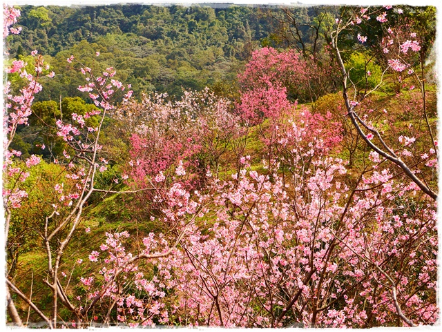 騰龍御櫻新店木柵老泉里滿山櫻花林秘境 騰龍御櫻新店木柵老泉里滿山櫻花林秘境