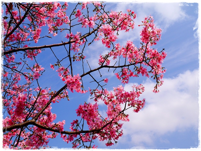 騰龍御櫻新店木柵老泉里滿山櫻花林秘境 騰龍御櫻新店木柵老泉里滿山櫻花林秘境