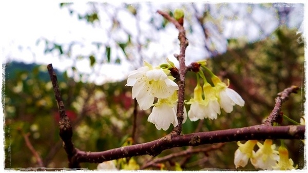 騰龍御櫻：【新北◍•ᴗ•◍新店】文山木柵老泉里✯私房景點・騰龍御櫻賞櫻｜漫山遍野櫻花林秘境[白色霧社山櫻、郁李、河津櫻、八重櫻]