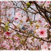 騰龍御櫻賞吉野櫻 騰龍御櫻賞吉野櫻