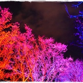 櫻花隧道夜櫻 櫻花隧道夜櫻