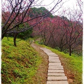 騰龍御櫻賞櫻秘境 騰龍御櫻賞櫻秘境