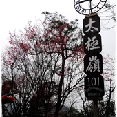 太極嶺賞櫻 太極嶺賞櫻