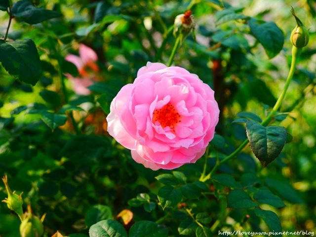 台北花博新生玫瑰園 台北花博新生玫瑰園