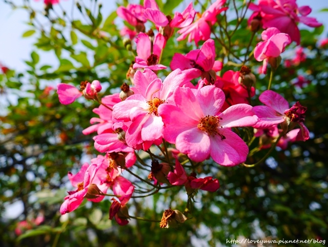 台北花博新生玫瑰園 台北花博新生玫瑰園