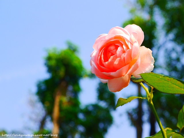 台北花博新生玫瑰園 台北花博新生玫瑰園