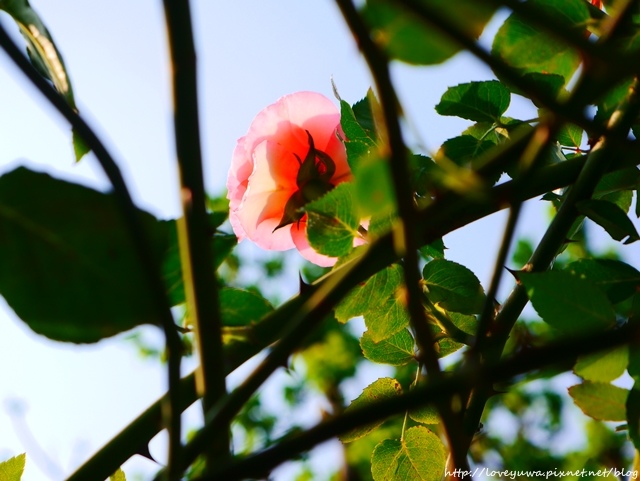 台北花博新生玫瑰園 台北花博新生玫瑰園