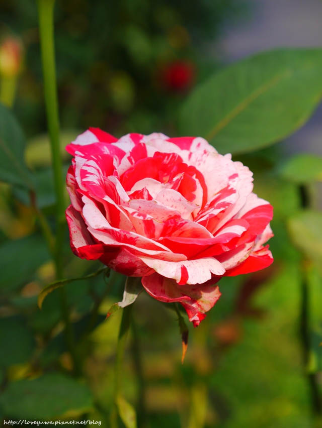 台北花博新生玫瑰園 台北花博新生玫瑰園
