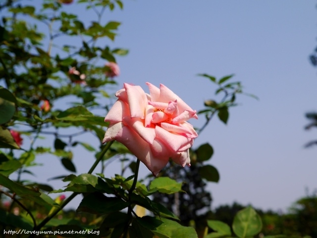 台北花博新生玫瑰園 台北花博新生玫瑰園