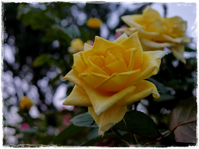 臺北玫瑰園秋季玫瑰展