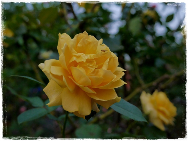 臺北玫瑰園秋季玫瑰展