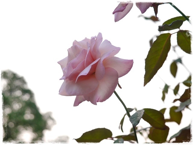 臺北玫瑰園秋季玫瑰展