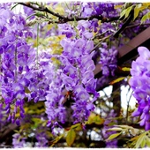 台北花卉村賞紫藤白色紫藤 台北花卉村賞紫藤白色紫藤