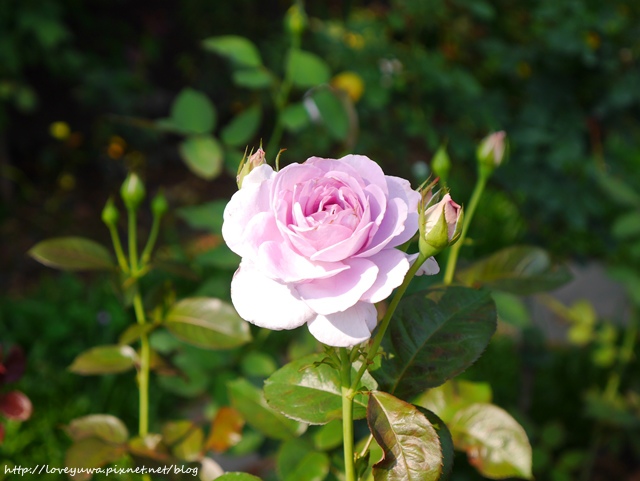 台北花博新生玫瑰園 台北花博新生玫瑰園