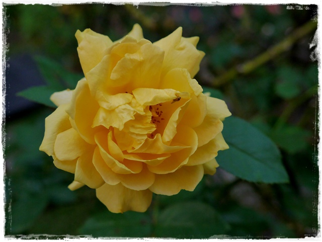 臺北玫瑰園秋季玫瑰展