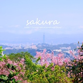 騰龍御櫻 騰龍御櫻