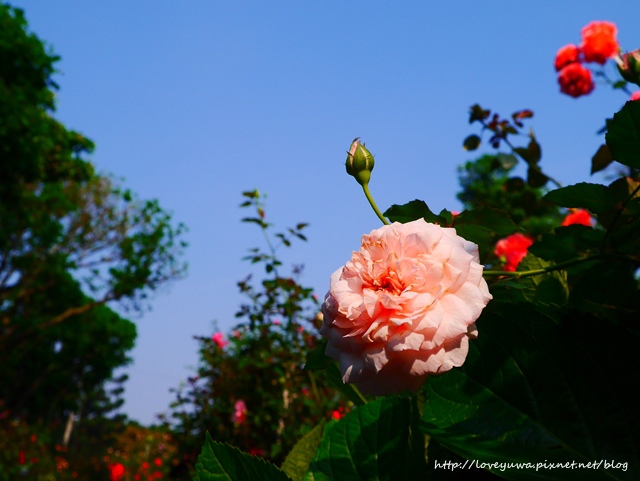 台北花博新生玫瑰園 台北花博新生玫瑰園