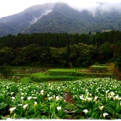 陽明山竹子湖賞海芋日式茶點甘味處 陽明山竹子湖賞海芋日式茶點甘味處