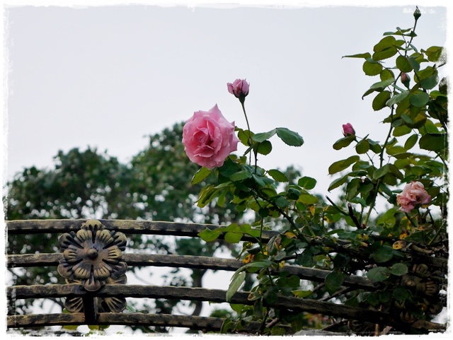 臺北玫瑰園秋季玫瑰展