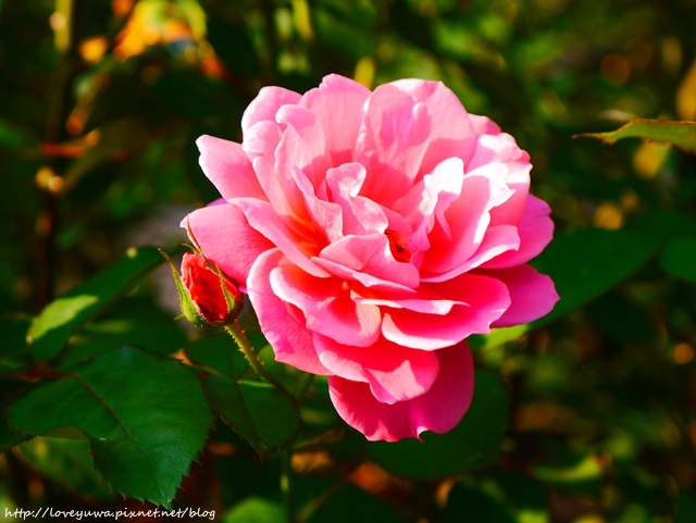 台北花博新生玫瑰園 台北花博新生玫瑰園