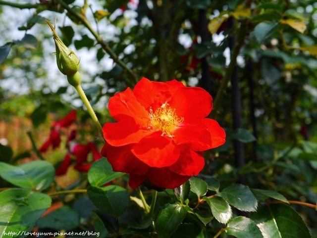 台北花博新生玫瑰園 台北花博新生玫瑰園