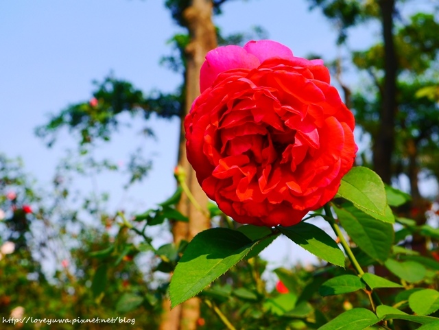 台北花博新生玫瑰園 台北花博新生玫瑰園