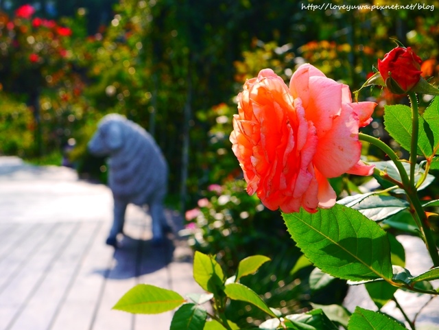 台北花博新生玫瑰園 台北花博新生玫瑰園