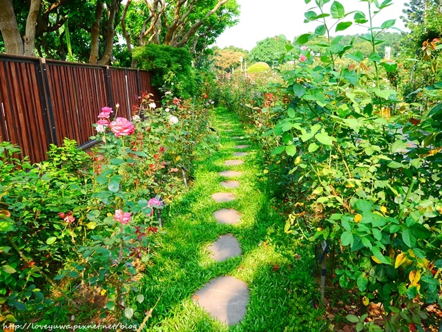台北花博新生玫瑰園 台北花博新生玫瑰園