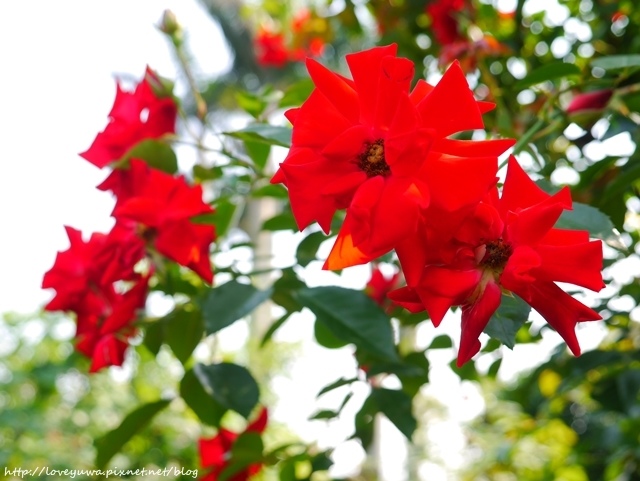 台北花博新生玫瑰園 台北花博新生玫瑰園