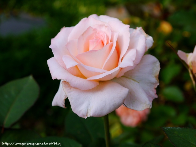 台北花博新生玫瑰園 台北花博新生玫瑰園