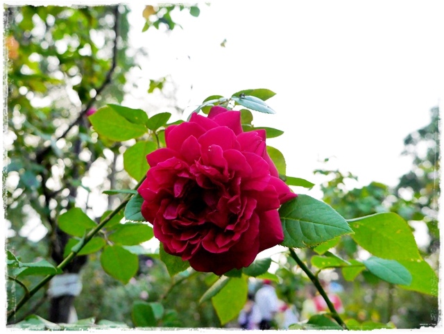 臺北玫瑰園秋季玫瑰展