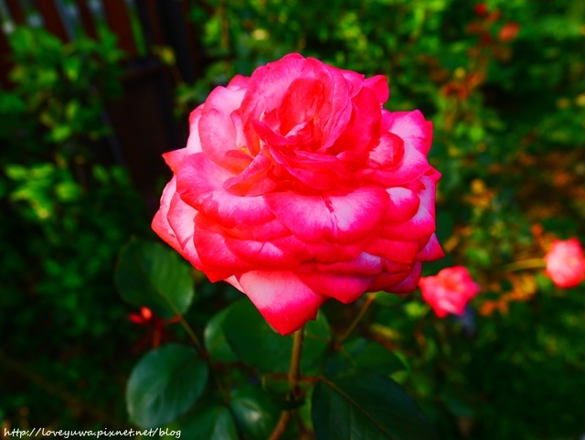 台北花博新生玫瑰園 台北花博新生玫瑰園