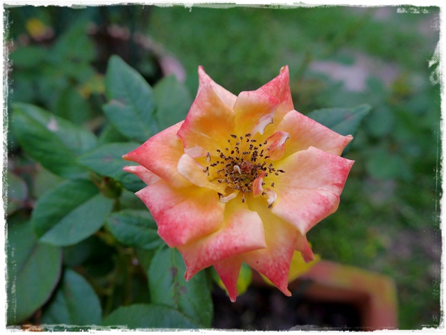 臺北玫瑰園秋季玫瑰展